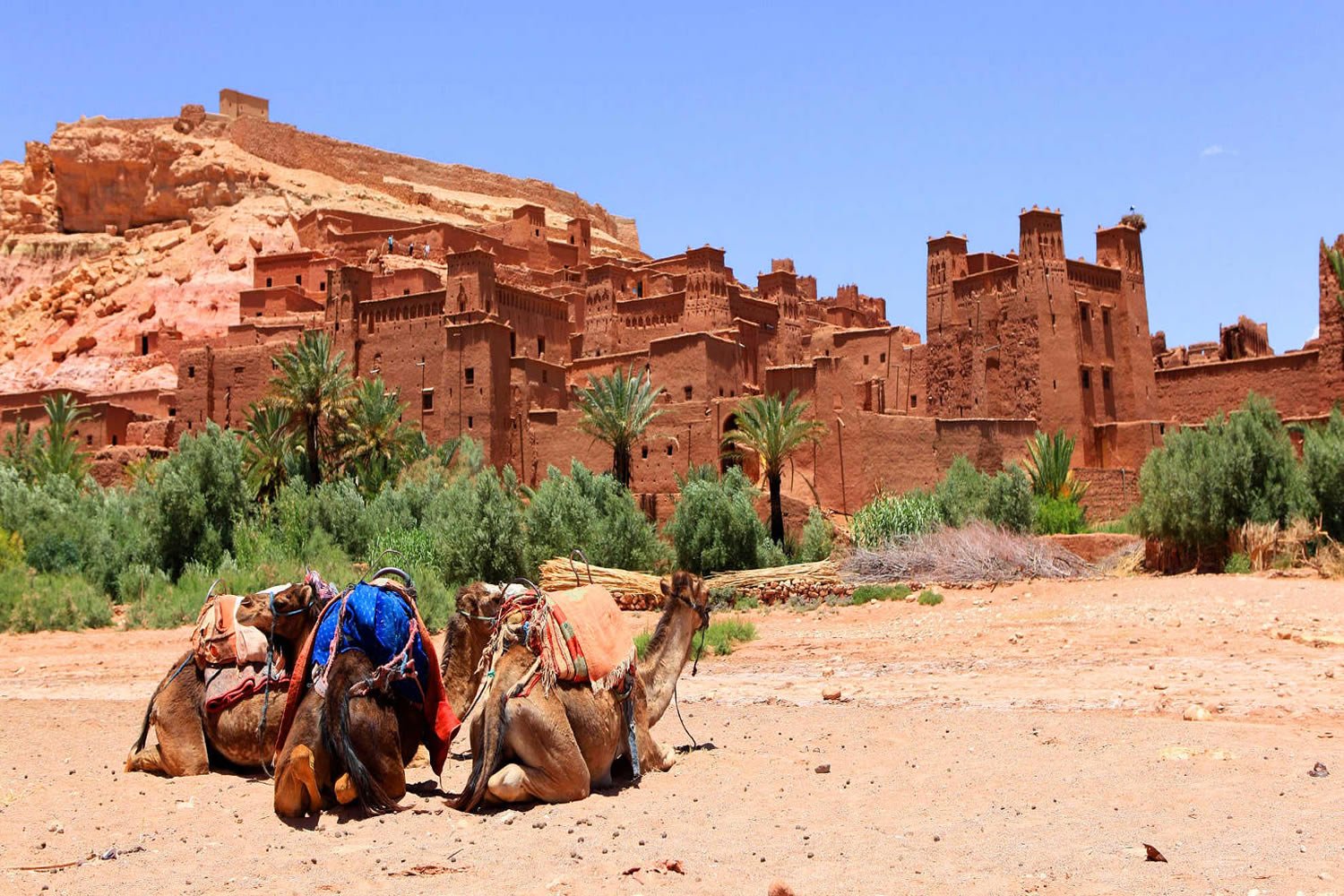 Merzouga desert Marrakech camel 